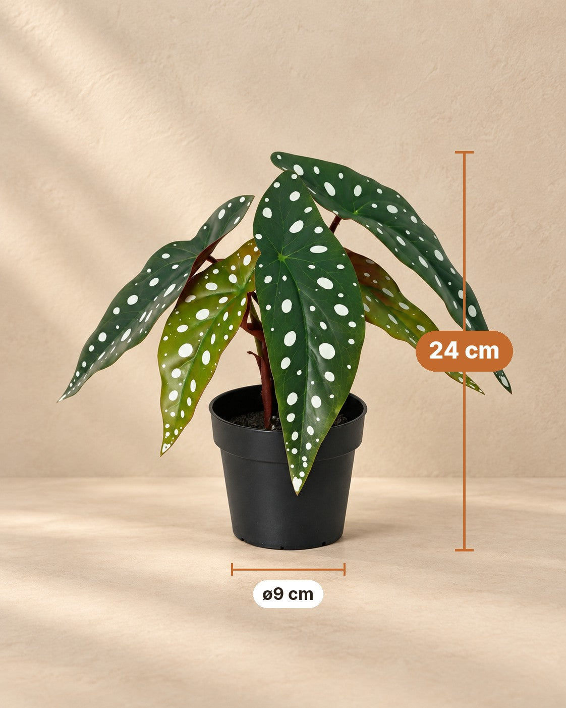 Afmetingen Kunstplant Begonia Maculata: 24 cm hoog, pot ø9 cm