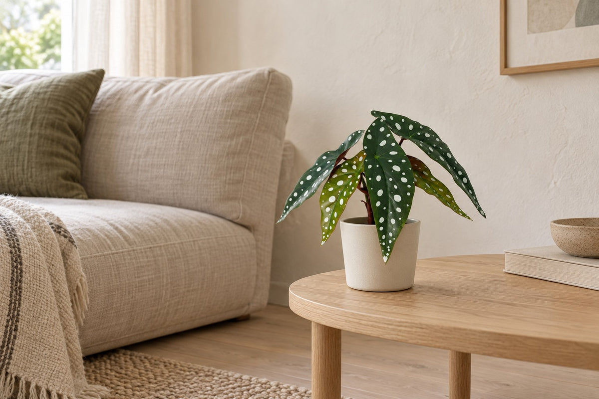 Kunstplant Begonia Maculata van 24 cm in een witte keramische pot in een lichte woonkamer