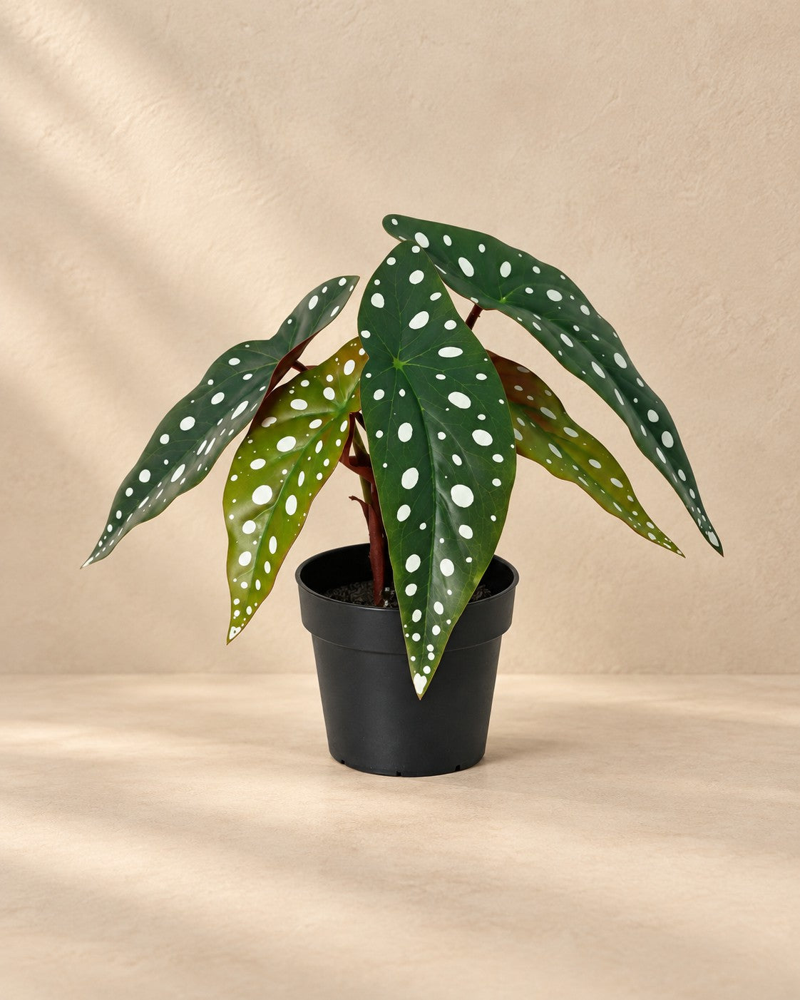 Kunstplant Begonia Maculata van 24 cm hoog in pot van 9 cm
