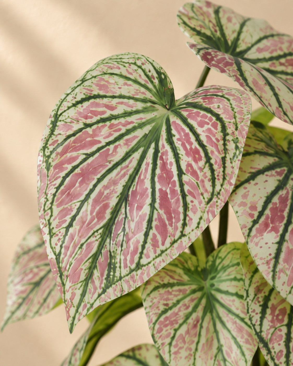 Close-up van het blad van de Kunstplant Caladium groen roze (Caladium bicolor)