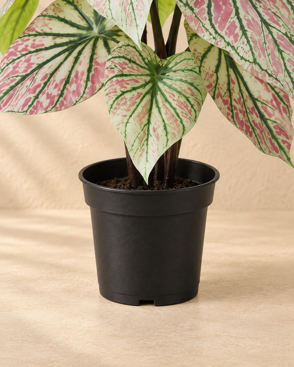 Onderste deel van de Kunstplant Caladium groen roze (Caladium bicolor) met de pot