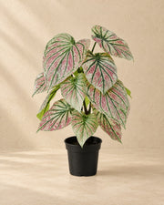 Kunstplant Caladium groen roze (Caladium bicolor) van 57 cm hoog in pot van 15 cm