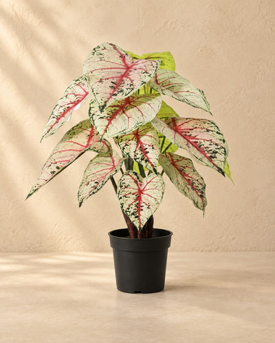 Plante artificielle Caladium blanc rose (Caladium bicolor), 57 cm de haut en pot de 15 cm
