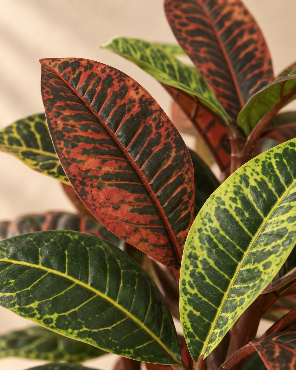 Close-up van het blad van de Kunstplant Croton Codiaeum (Codiaeum variegatum)