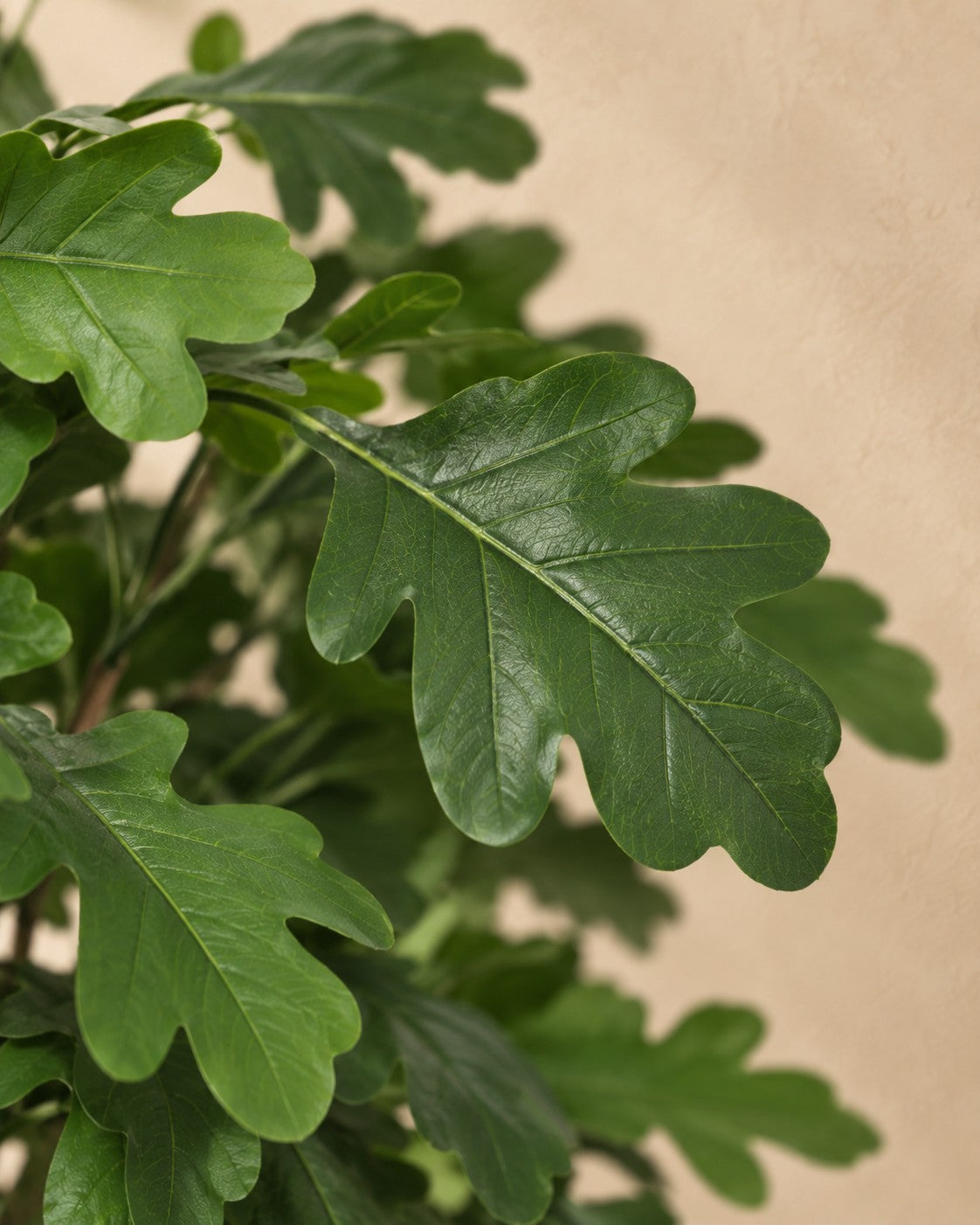 Close-up van het blad van de Kunstplant Eikenboom (Quercus sp.)