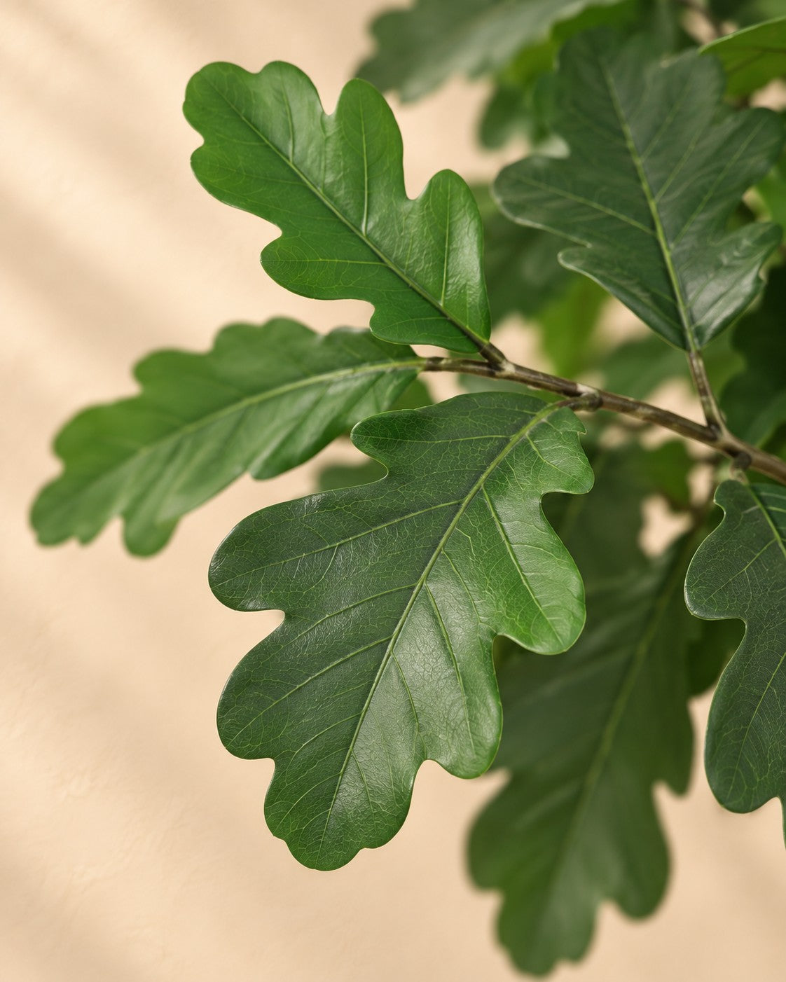Close-up van het blad van de Kunstplant Eikenboom (Quercus sp.)