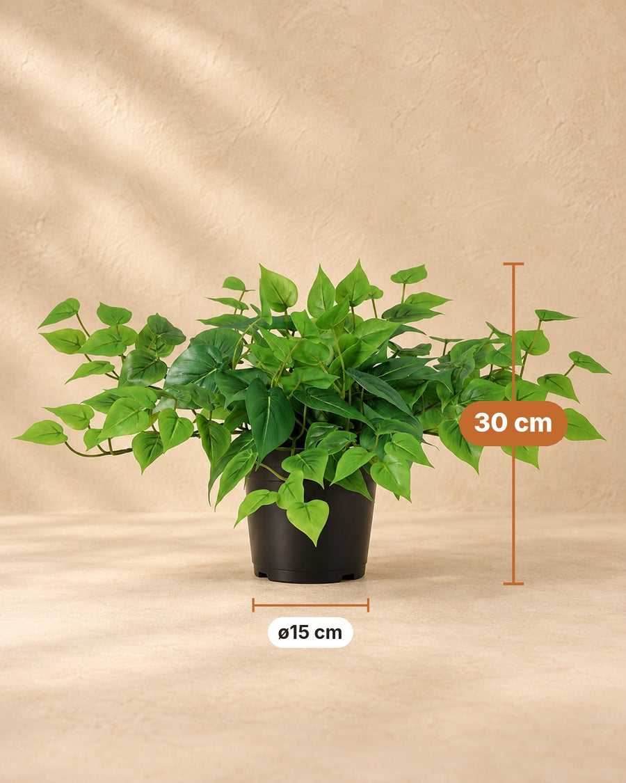 Pianta artificiale Epipremnum con vaso bianco incluso 30cm - ø15