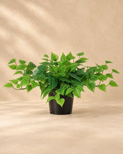 Pianta artificiale Epipremnum con vaso bianco incluso (Epipremnum aureum), alta 30 cm in vaso da 15 cm