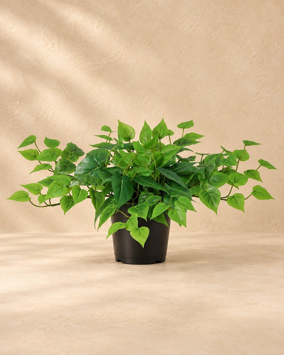Pianta artificiale Epipremnum con vaso bianco incluso (Epipremnum aureum), alta 30 cm in vaso da 15 cm