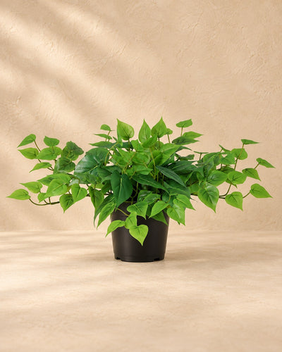 Pianta artificiale Epipremnum con vaso bianco incluso (Epipremnum aureum), alta 30 cm in vaso da 15 cm
