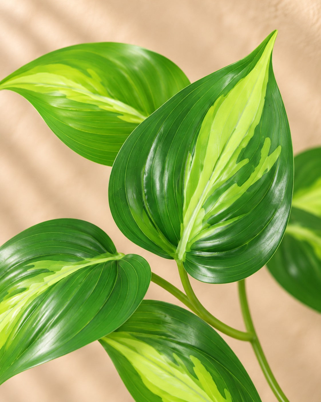 Close-up van het blad van de Kunstplant Epipremnum Variegata (Epipremnum aureum)
