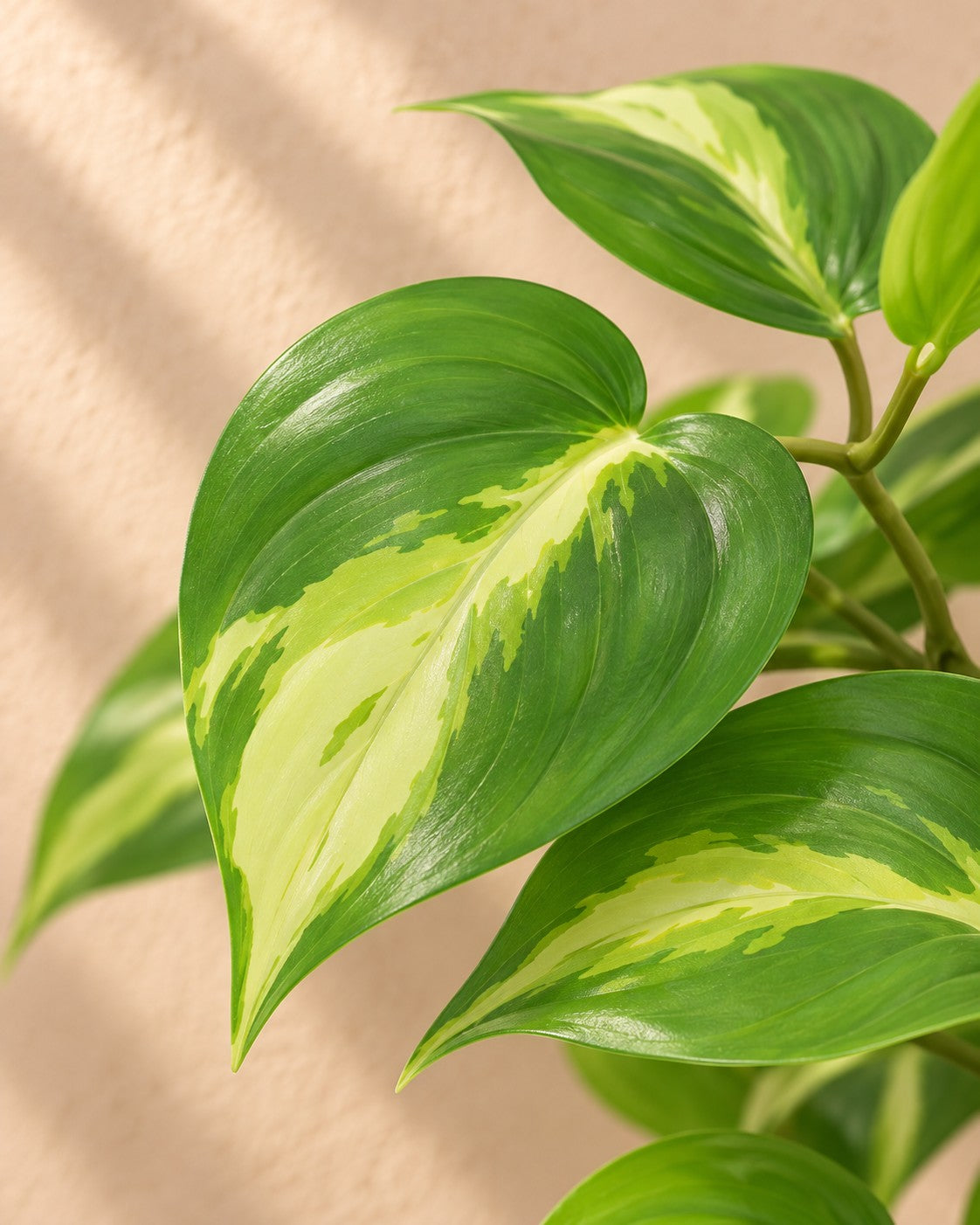 Nahaufnahme der Blätter der Kunstpflanze Epipremnum Variegata (Epipremnum aureum)