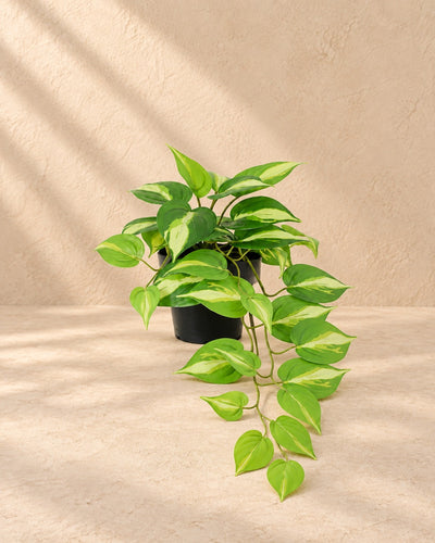 Kunstpflanze Epipremnum Variegata (Epipremnum aureum), 37 cm hoch im Topf von 9 cm