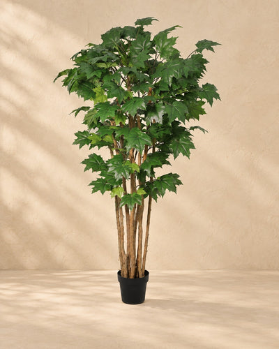 Pianta artificiale Acero (Acer sp.), alta 180 cm in vaso da 20 cm