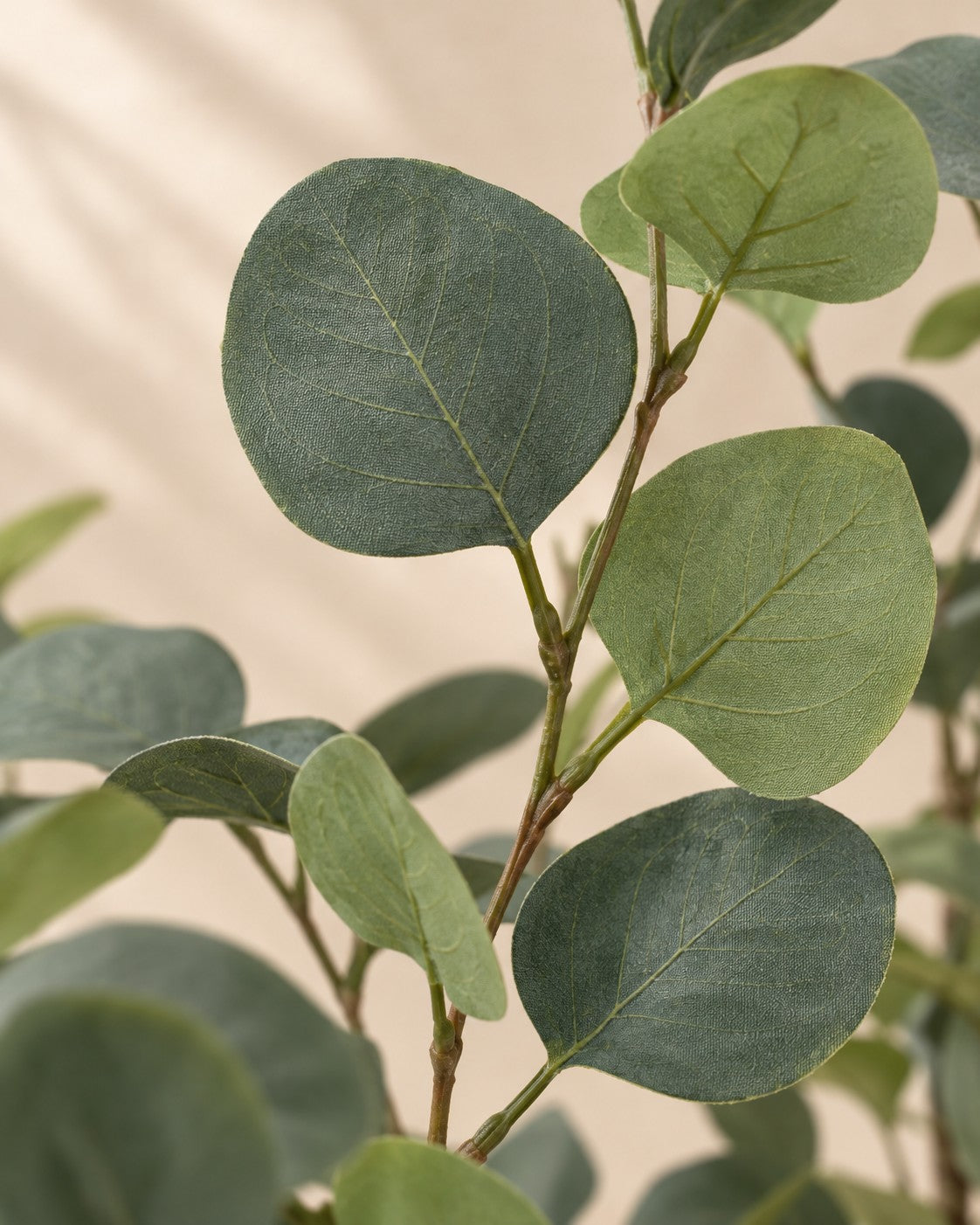 Close-up of the leaves of the Artificial plant Eucalyptus (Eucalyptus globulus)