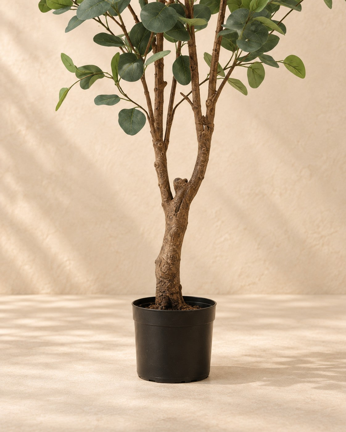 Onderste deel van de Kunstplant eucalyptus (Eucalyptus sp.) met de pot