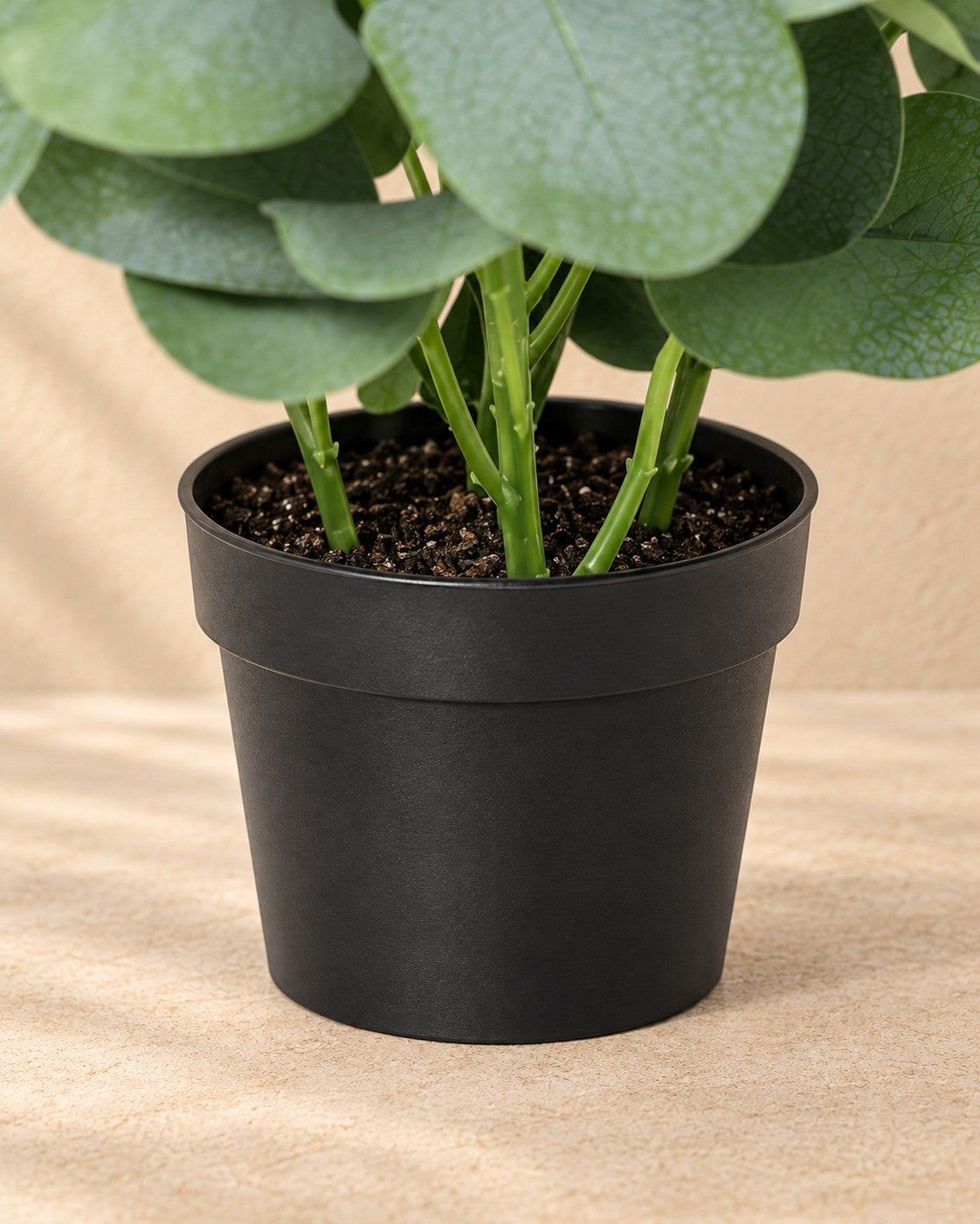 Onderste deel van de Kunstplant Eucalyptus (Eucalyptus sp.) met de pot