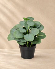 Kunstplant Eucalyptus (Eucalyptus sp.) van 21 cm hoog in pot van 9 cm