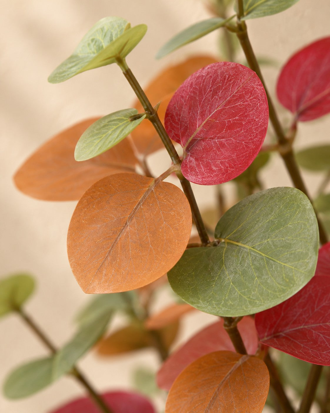 Close-up van het blad van de Kunstplant Eucalyptus gekleurd (Eucalyptus sp.)