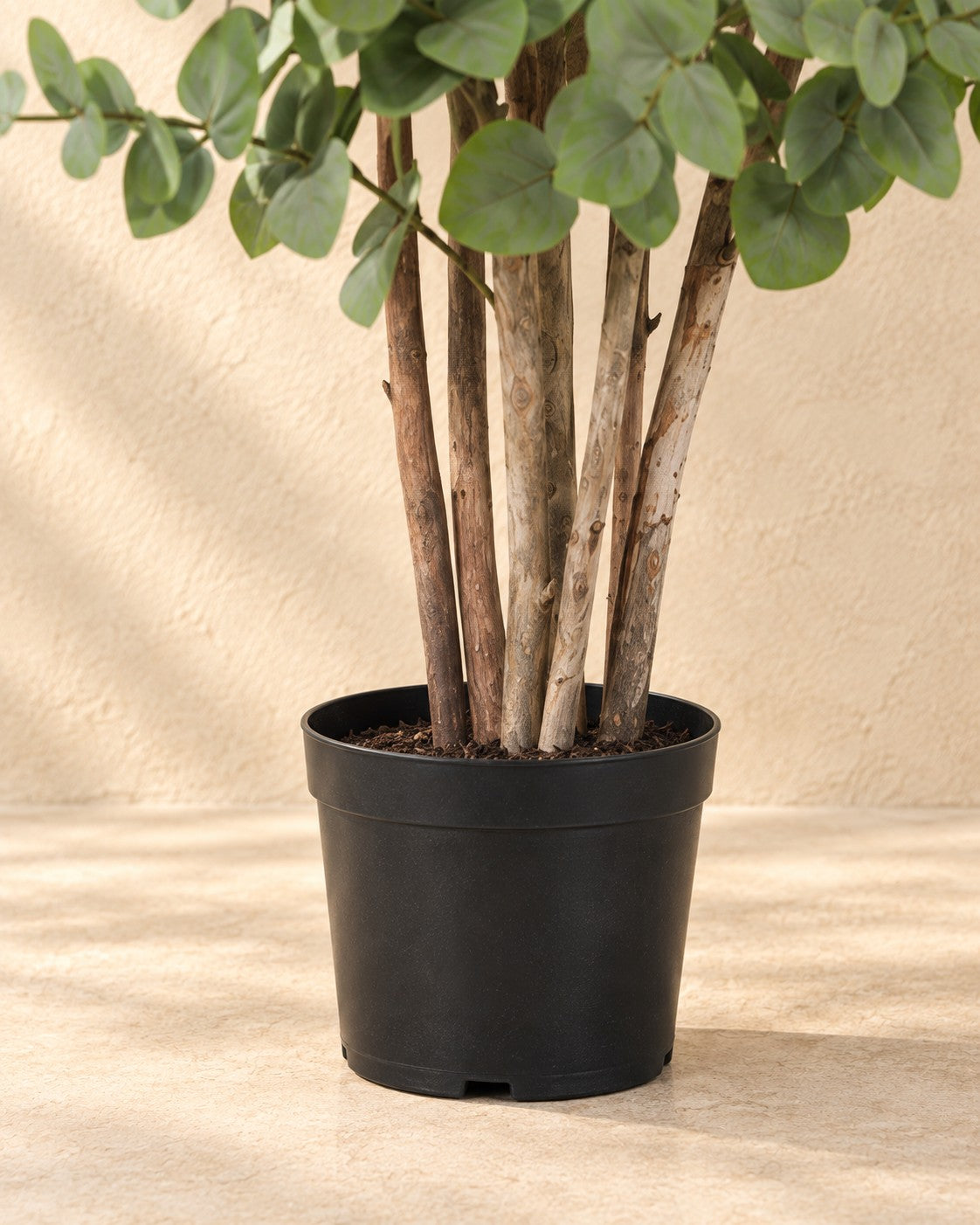 Onderste deel van de Kunstplant Eucalyptus groen (Eucalyptus sp.) met de pot
