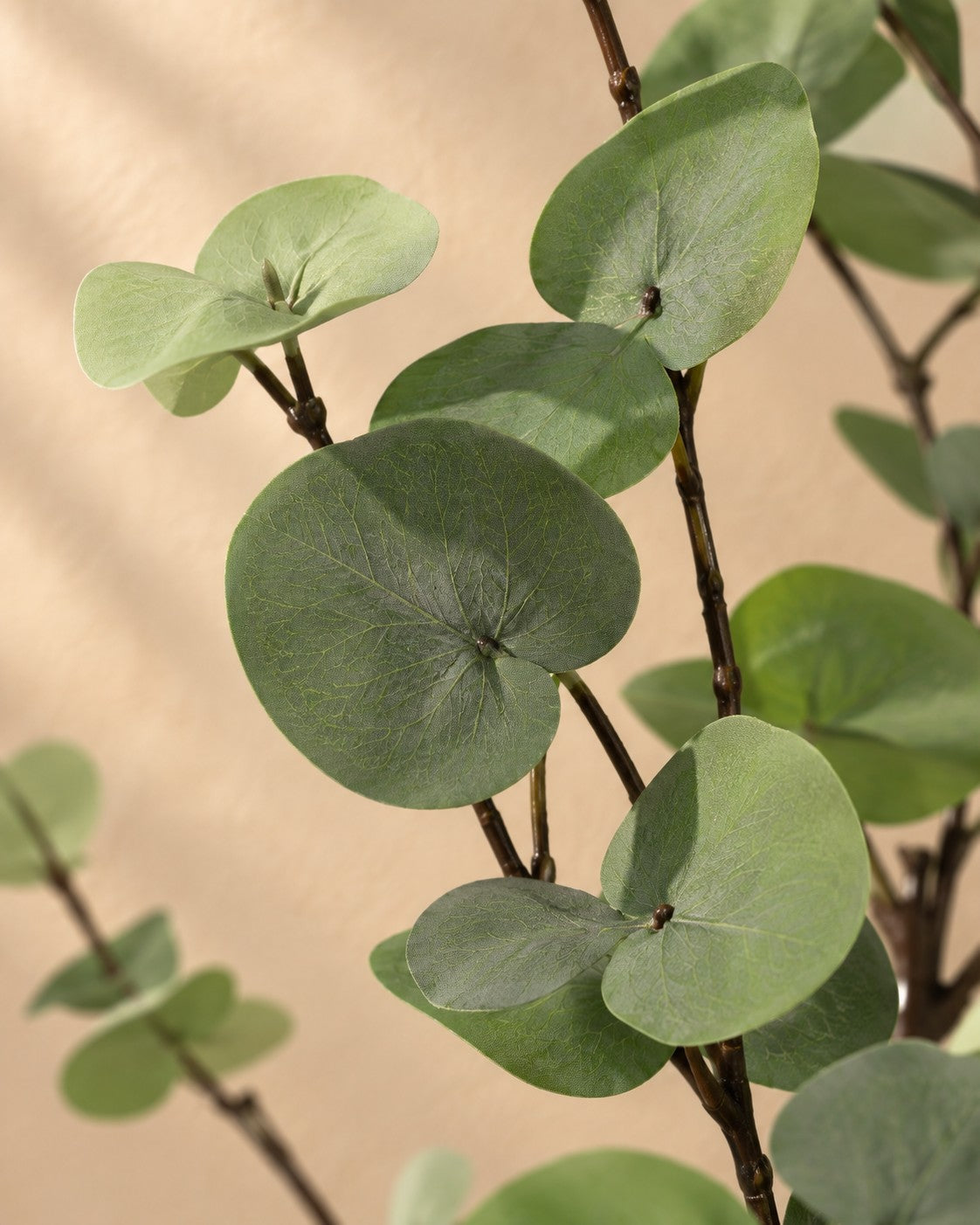 Close-up van het blad van de Kunstplant Eucalyptus groen (Eucalyptus sp.)