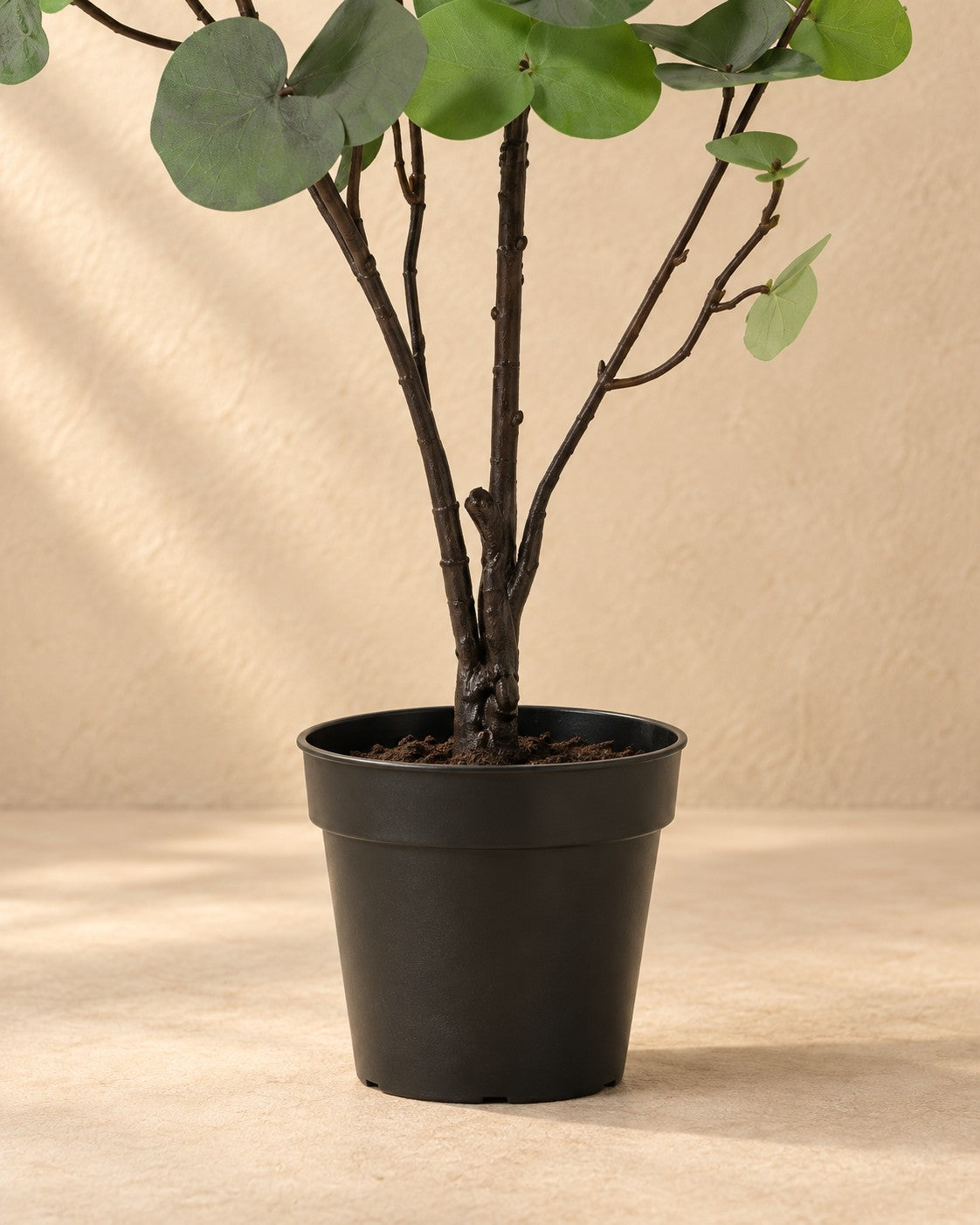 Onderste deel van de Kunstplant Eucalyptus groen (Eucalyptus sp.) met de pot
