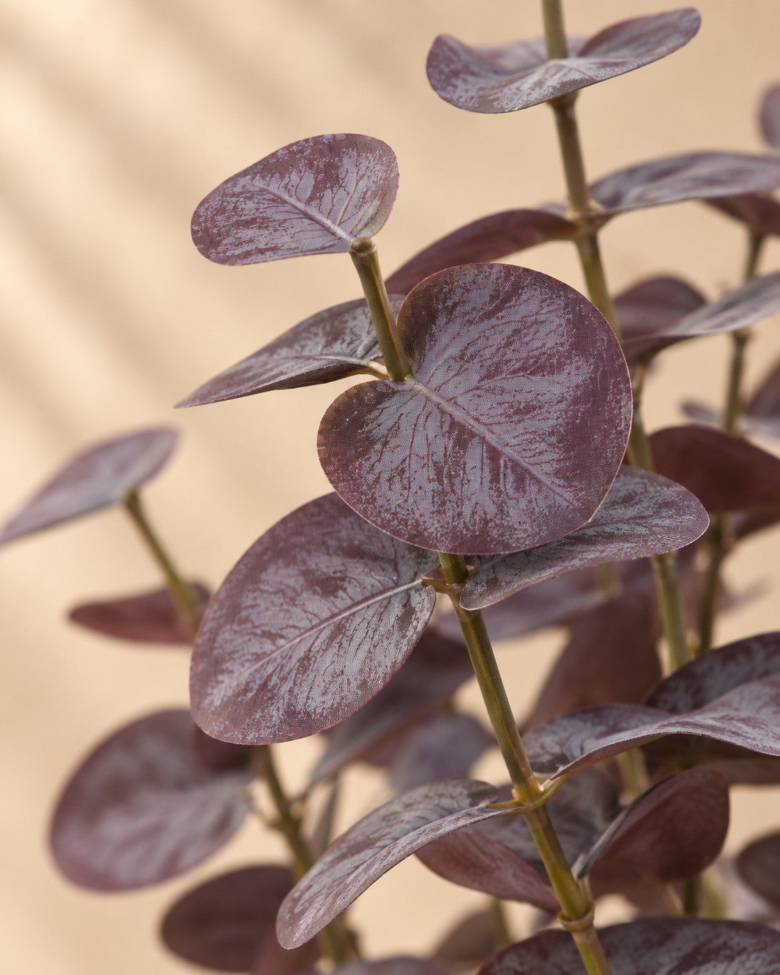 Primo piano delle foglie di Pianta artificiale Eucalyptus viola (Eucalyptus sp.)