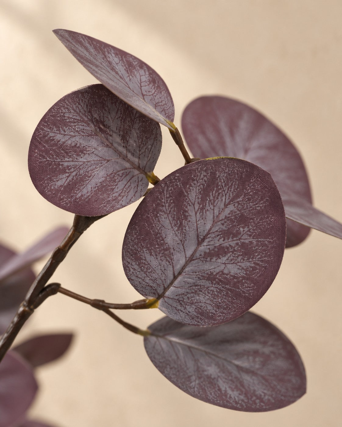 Close-up van het blad van de Kunstplant Eucalyptus paars (Eucalyptus sp.)