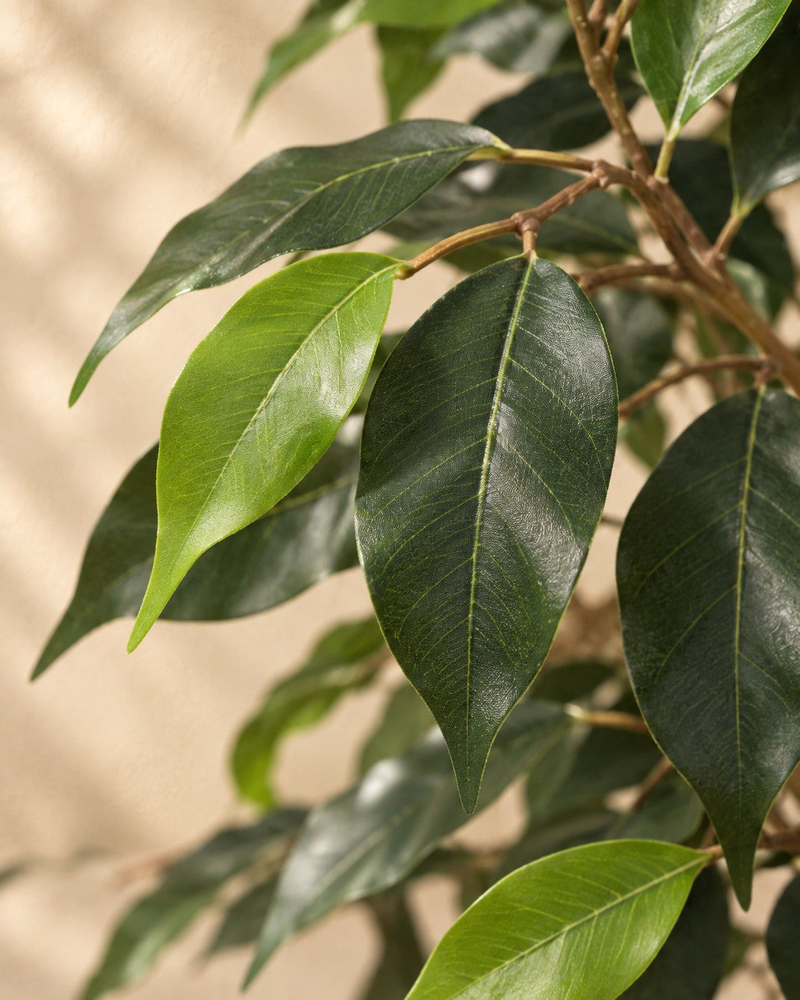 Close-up van het blad van de Kunstplant Ficus Benjamina