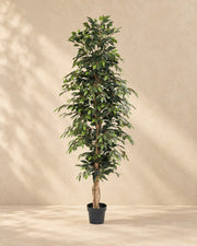 Kunstplant Ficus Benjamina van 205 cm hoog in pot van 20 cm