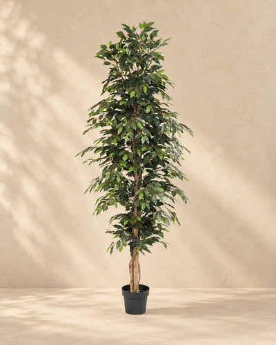 Kunstplant Ficus Benjamina van 205 cm hoog in pot van 20 cm