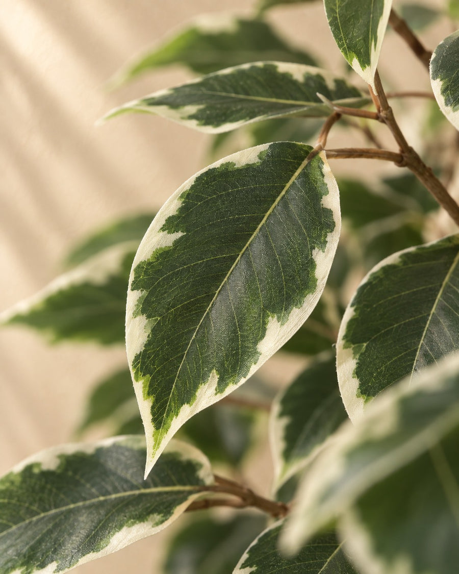 Kunstplant Ficus Benjamina Variegata 160cm - ø18