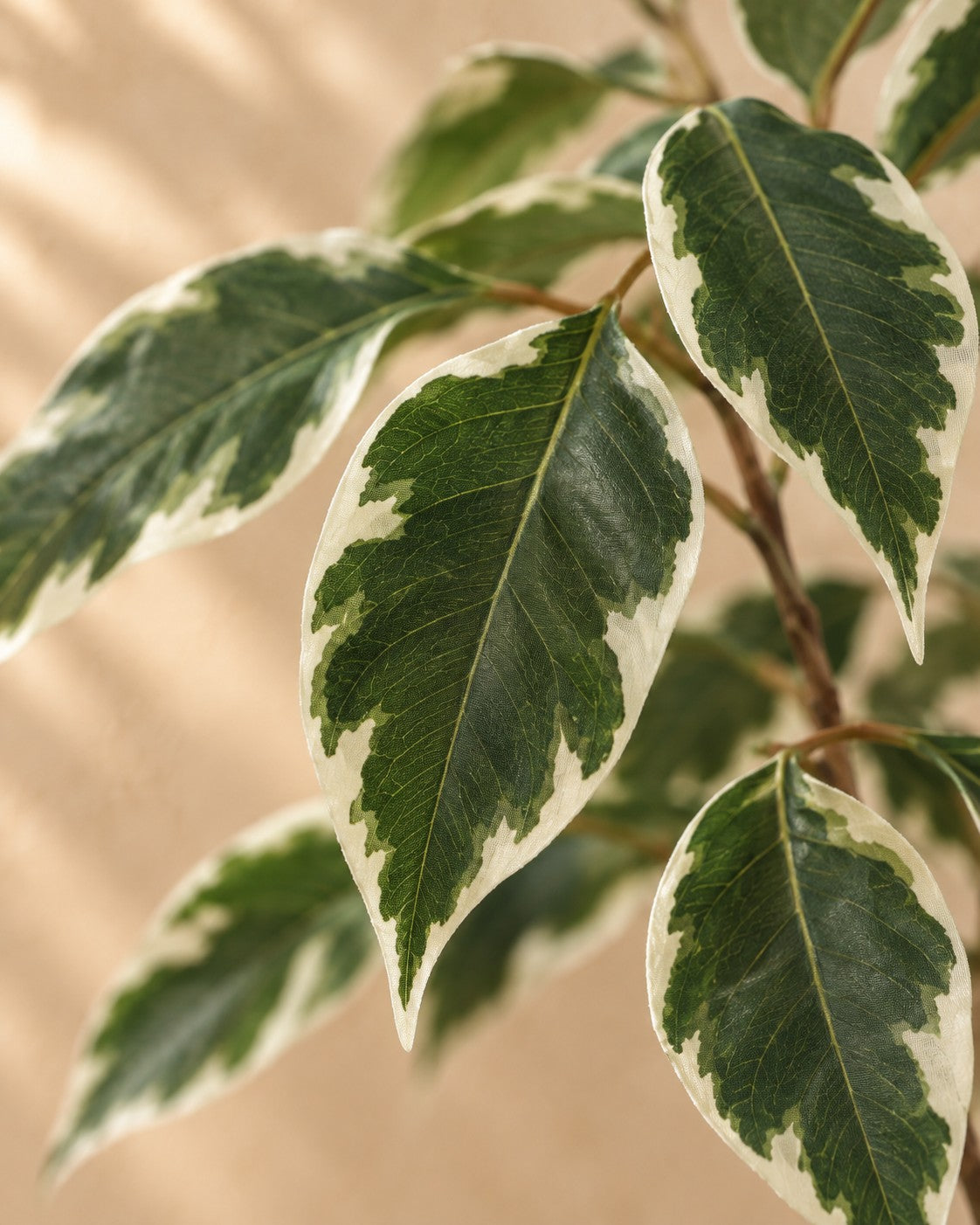 Nahaufnahme der Blätter der Kunstpflanze Ficus Benjamina Variegata (Ficus benjamina 'Variegata')