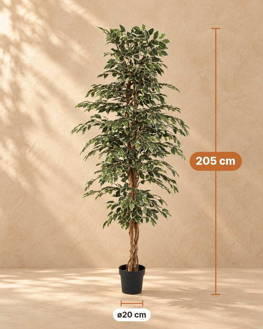 Kunstpflanze Ficus Benjamina Variegata 205cm - ø20