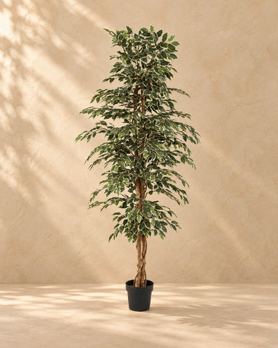 Kunstpflanze Ficus Benjamina Variegata (Ficus benjamina 'Variegata'), 205 cm hoch im Topf von 20 cm