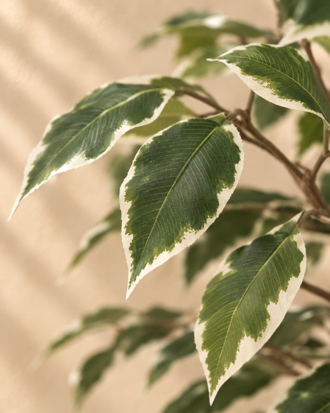 Close-up van het blad van de Kunstplant Ficus Benjamina Variegata (Ficus benjamina 'Variegata')