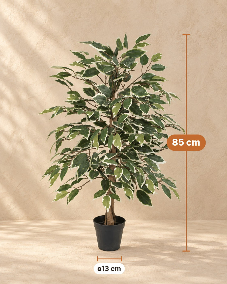 Kunstplant Ficus Benjamina Variegata 85cm - ø13
