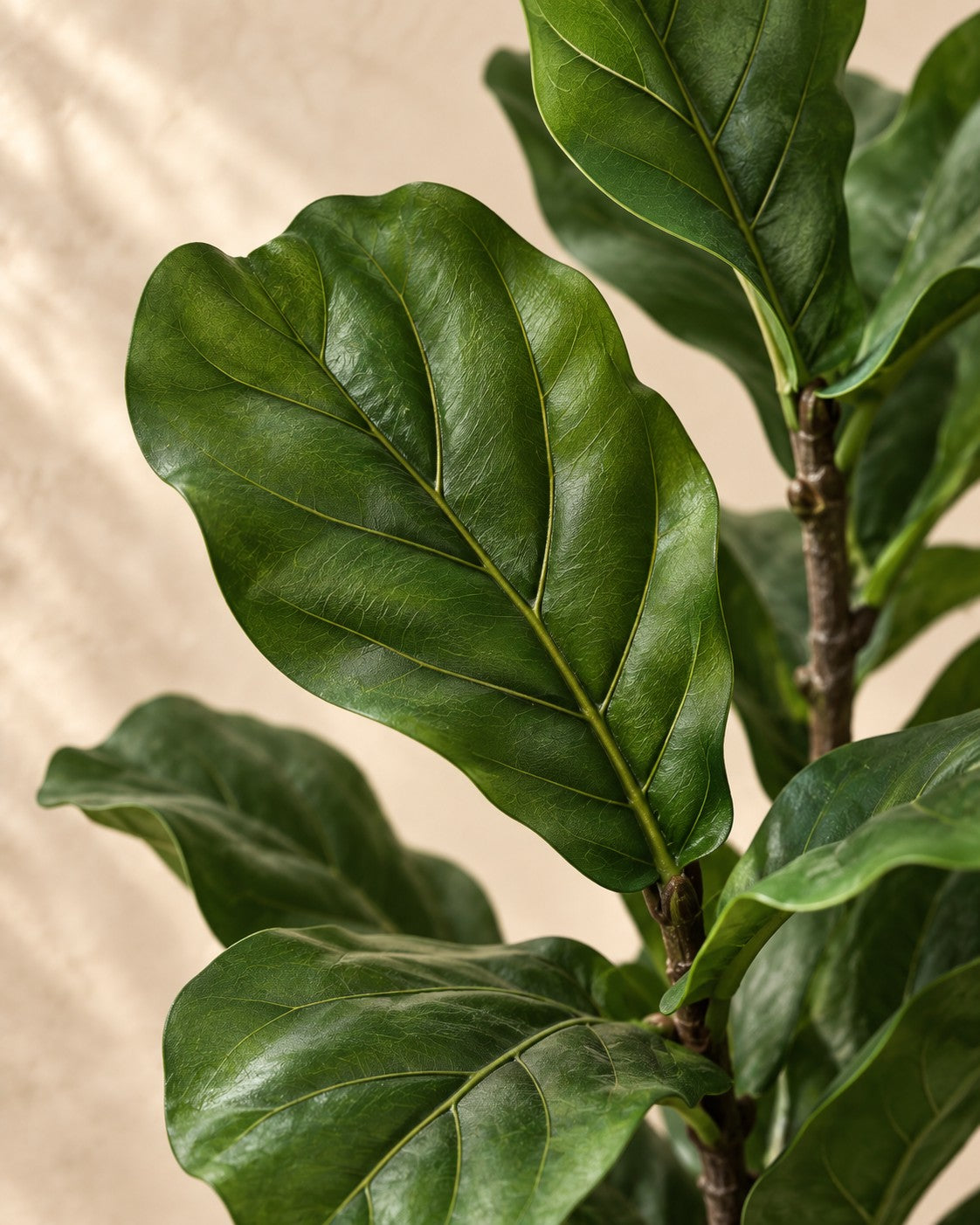 Close-up van het blad van de Kunstplant Ficus lyrata