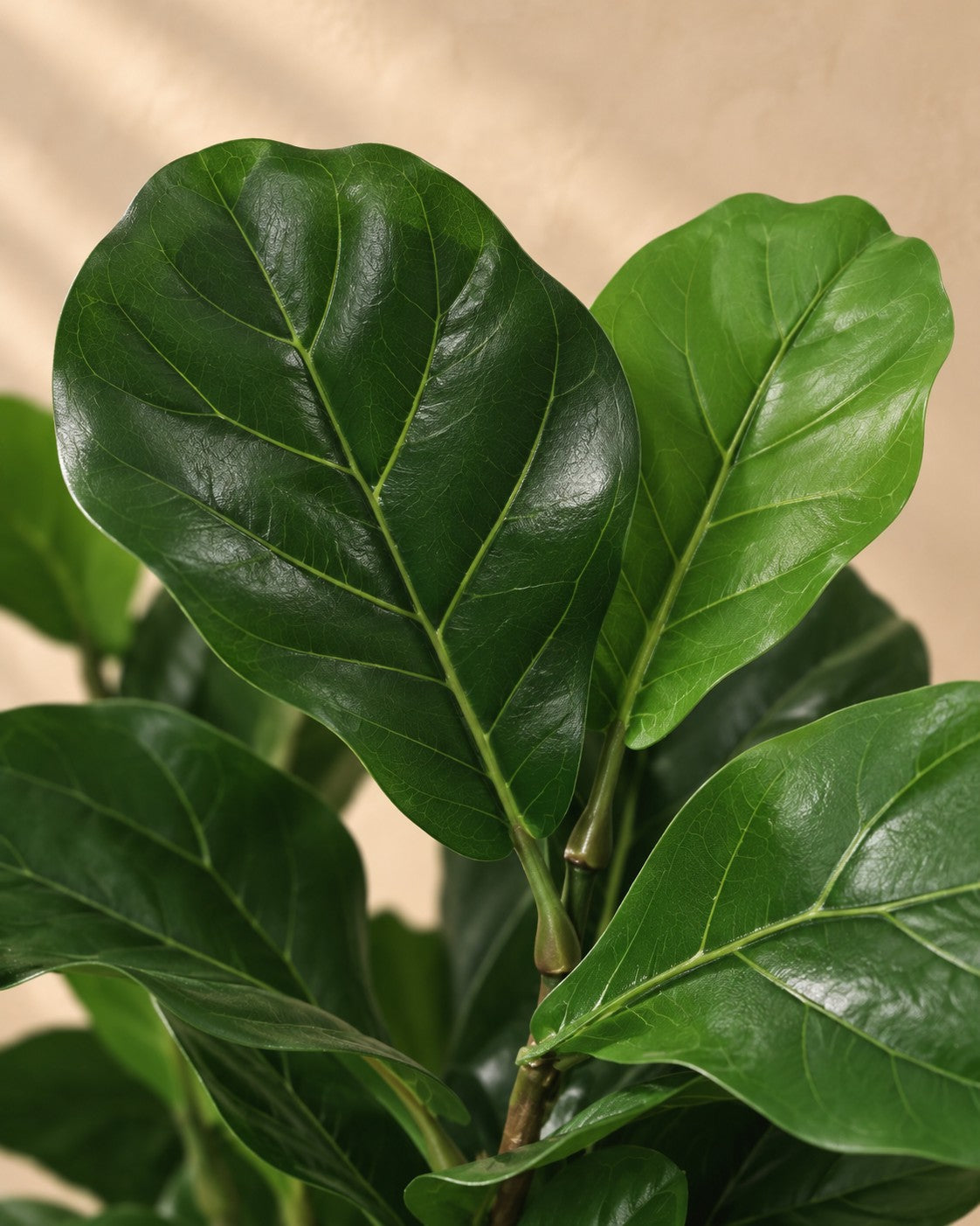 Gros plan sur les feuilles de Plante artificielle Ficus Lyrata