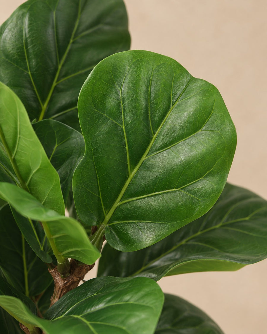 Kunstplant Ficus Lyrata 180cm - ø23