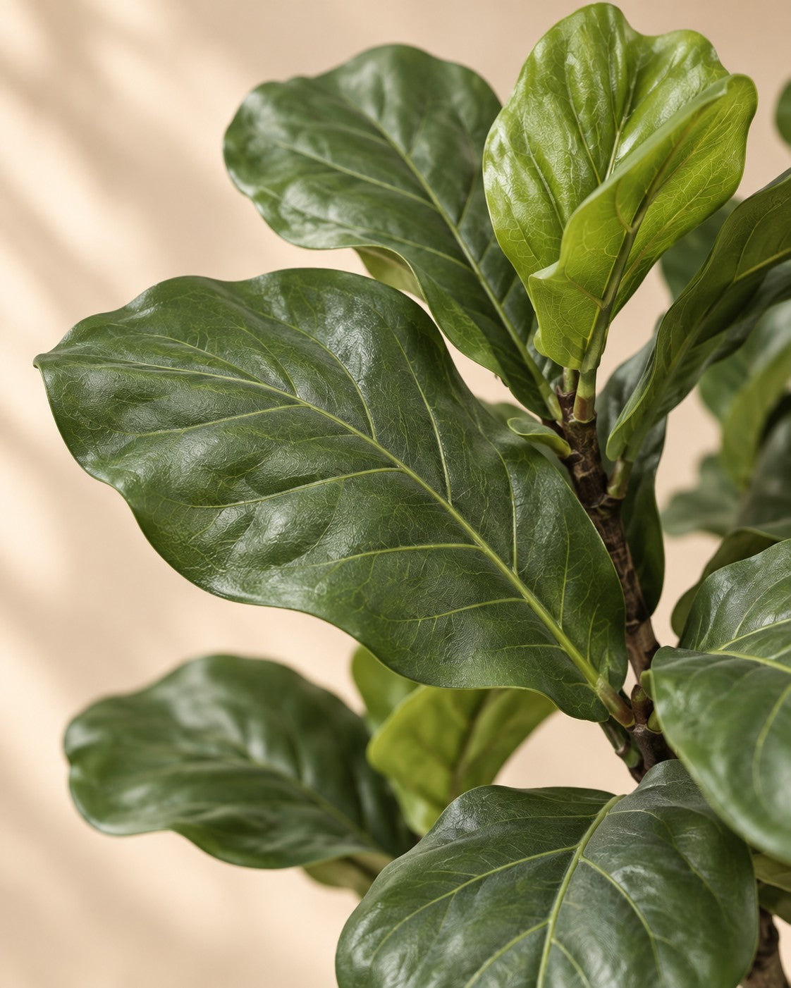 Close-up van het blad van de Kunstplant Ficus lyrata