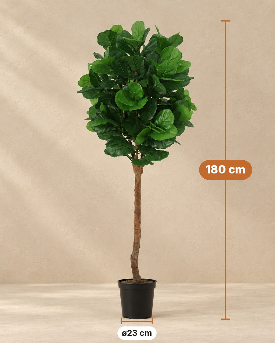 Kunstplant Ficus Lyrata 180cm - ø23
