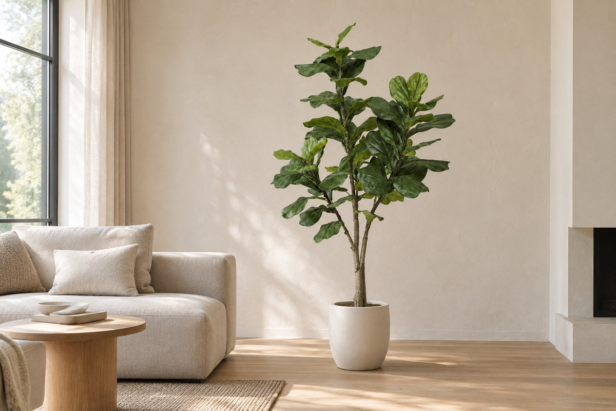 Konstväxt Ficus lyrata, 180 cm, i a white ceramic planter i ett ljust vardagsrum