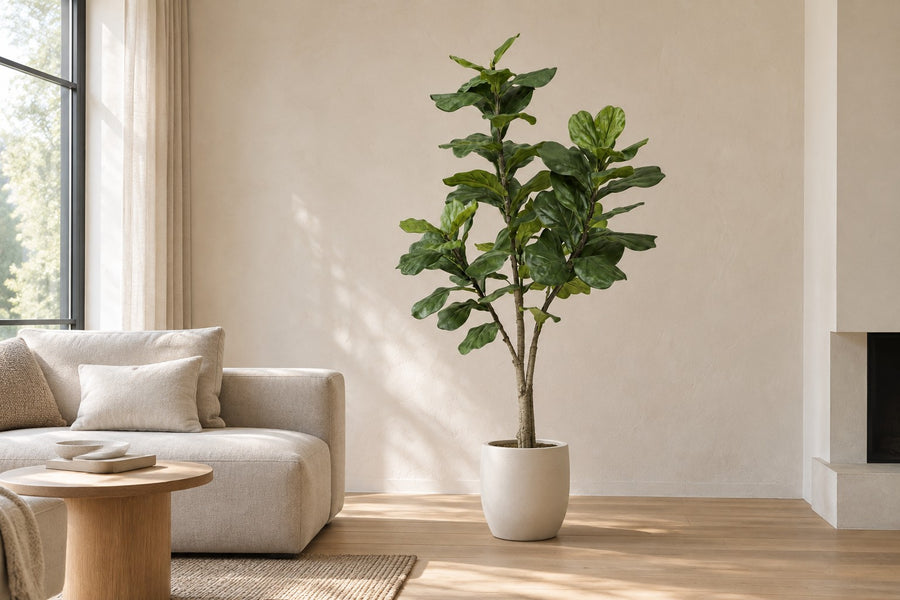 Konstväxt Ficus lyrata (fiolfikus), 180 cm hög