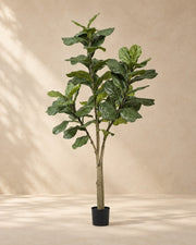 Konstväxt Ficus lyrata, 180 cm hög i en 17 cm kruka