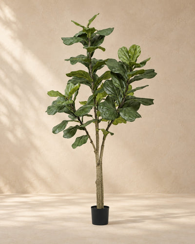 Konstväxt Ficus lyrata, 180 cm hög i en 17 cm kruka