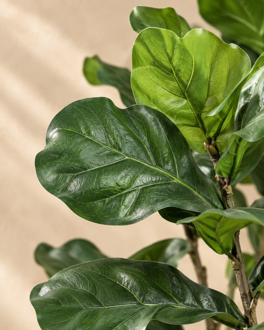 Close-up van het blad van de Kunstplant Ficus lyrata