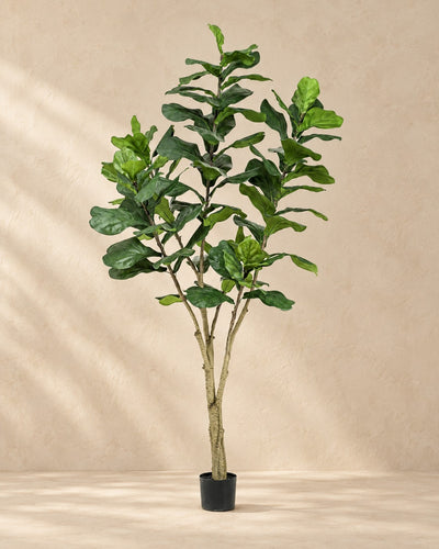 Kunstpflanze Ficus lyrata, 210 cm hoch im Topf von 17 cm