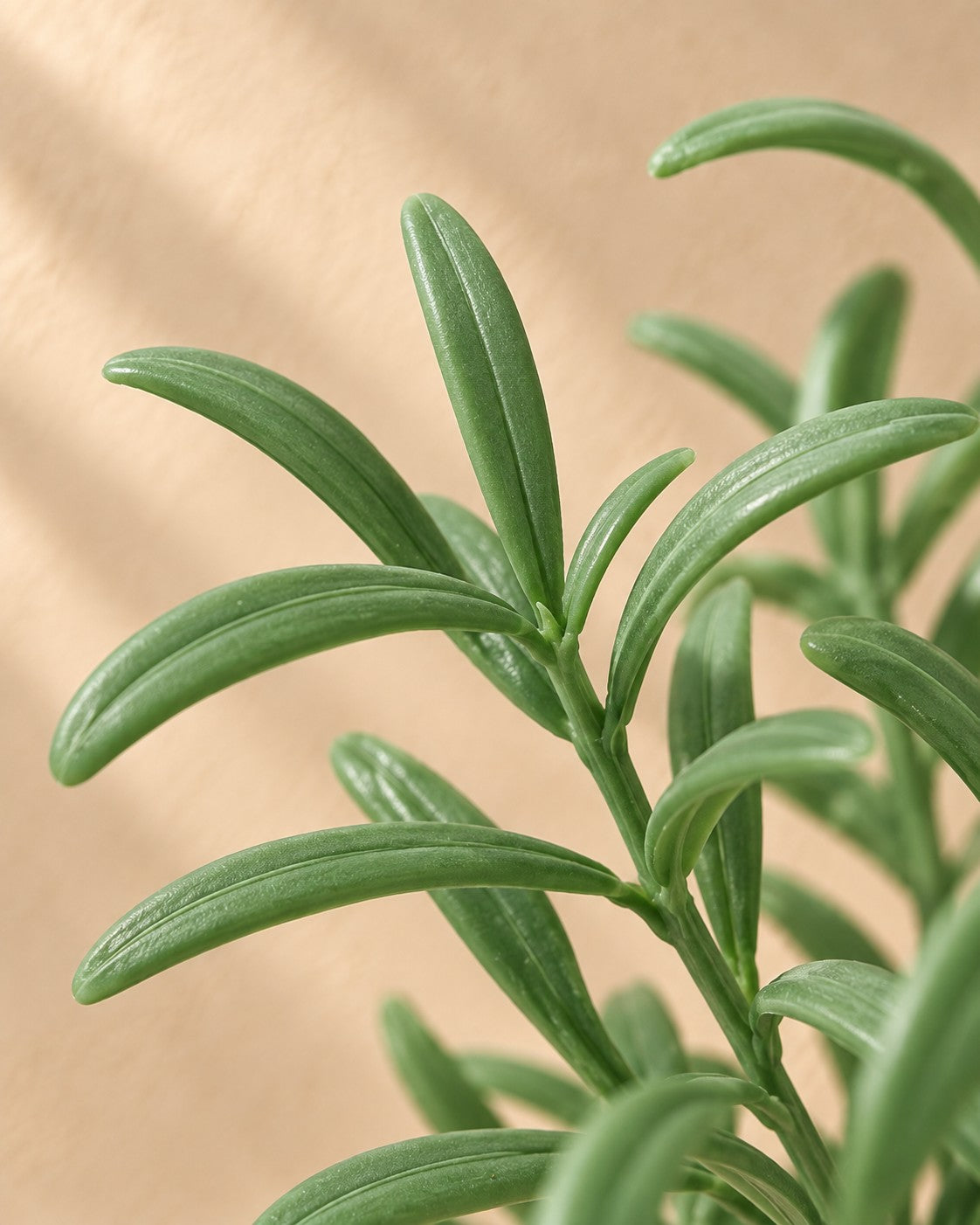 Close-up van het blad van de Kunstplant Helichrysum Italicum
