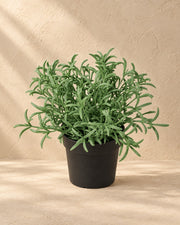 Plante artificielle Helichrysum Italicum, 18 cm de haut en pot de 9 cm